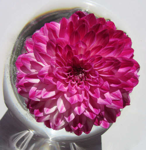 Blomma