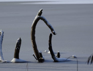 D6D6331D-23DE-4BA8-9A64-7107A41EE37D-e1517495706558