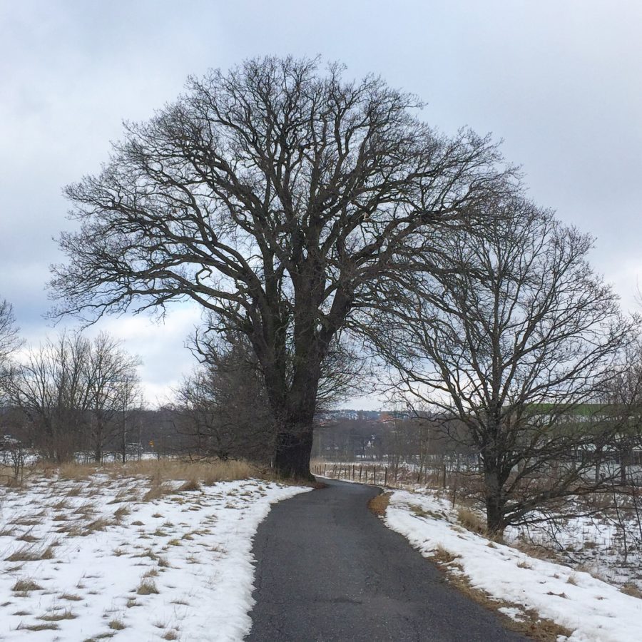 F53B1327-8482-4C31-AF9A-01249C9A9163-e1518876250152 - Pigga ben som bara vill mer...