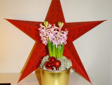 IMG_9005-e1482078094453