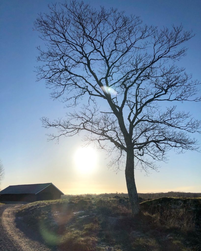 181125-Träd-819x1024 - Jag har kommit ut ur...