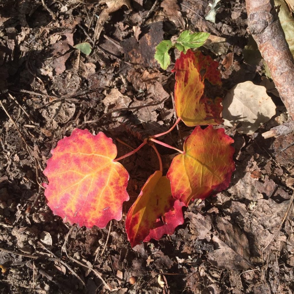 3E06934D-8598-4D33-9D6D-32CB2FB1C4E9-1024x1024 - För en stund känner jag livet i mig