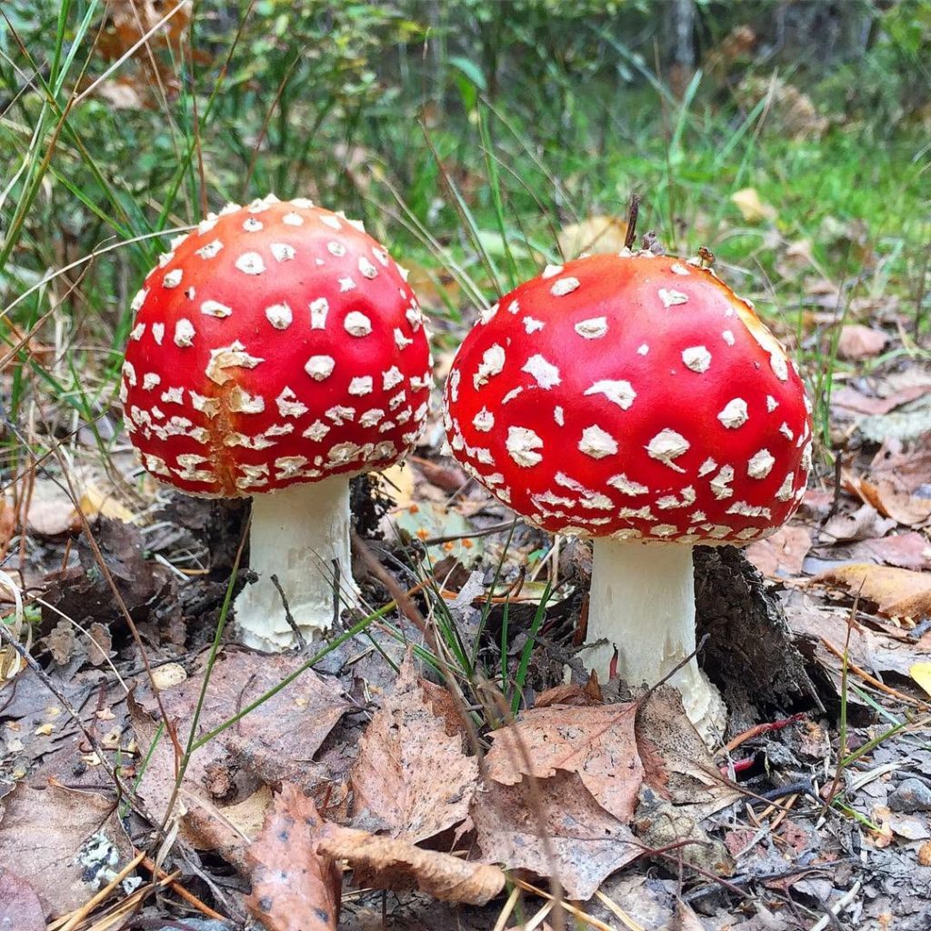 Autumn