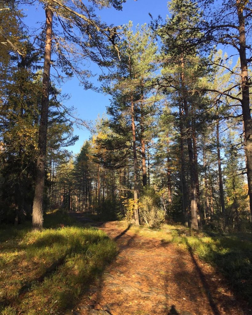 Jag hade velat springa i skogen hela dagen