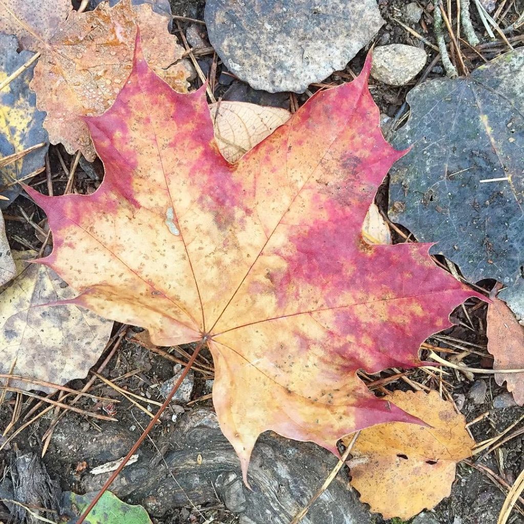 Autumn leaf