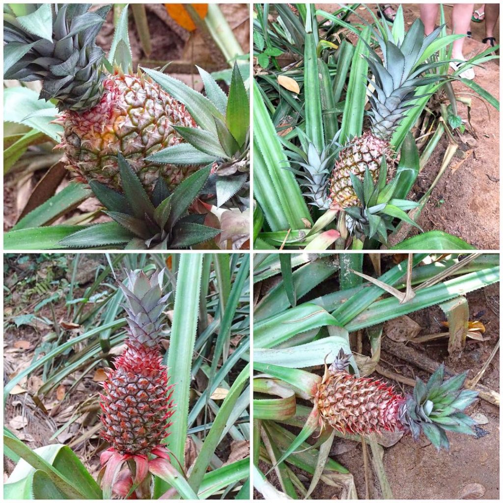 Ananas