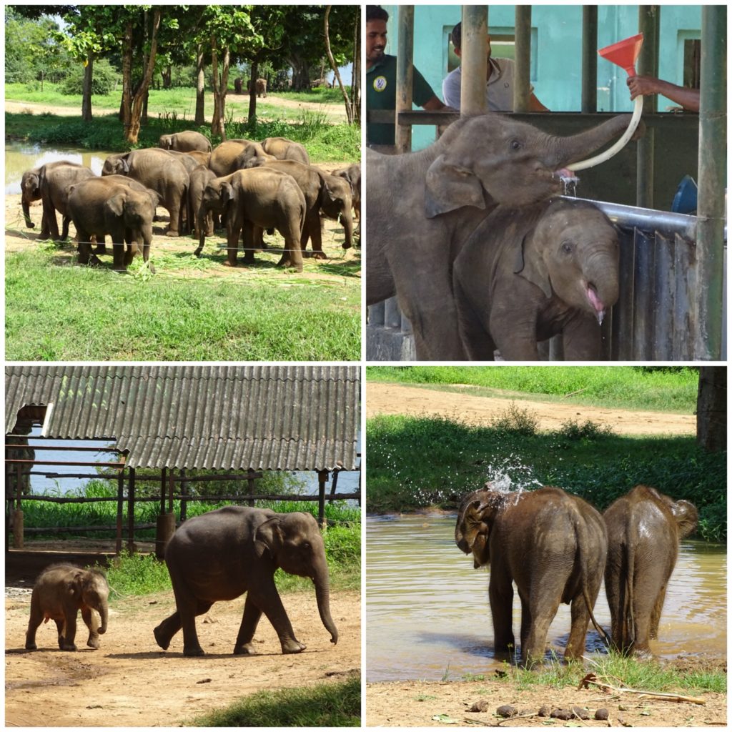Udawalawe elephant Transit home