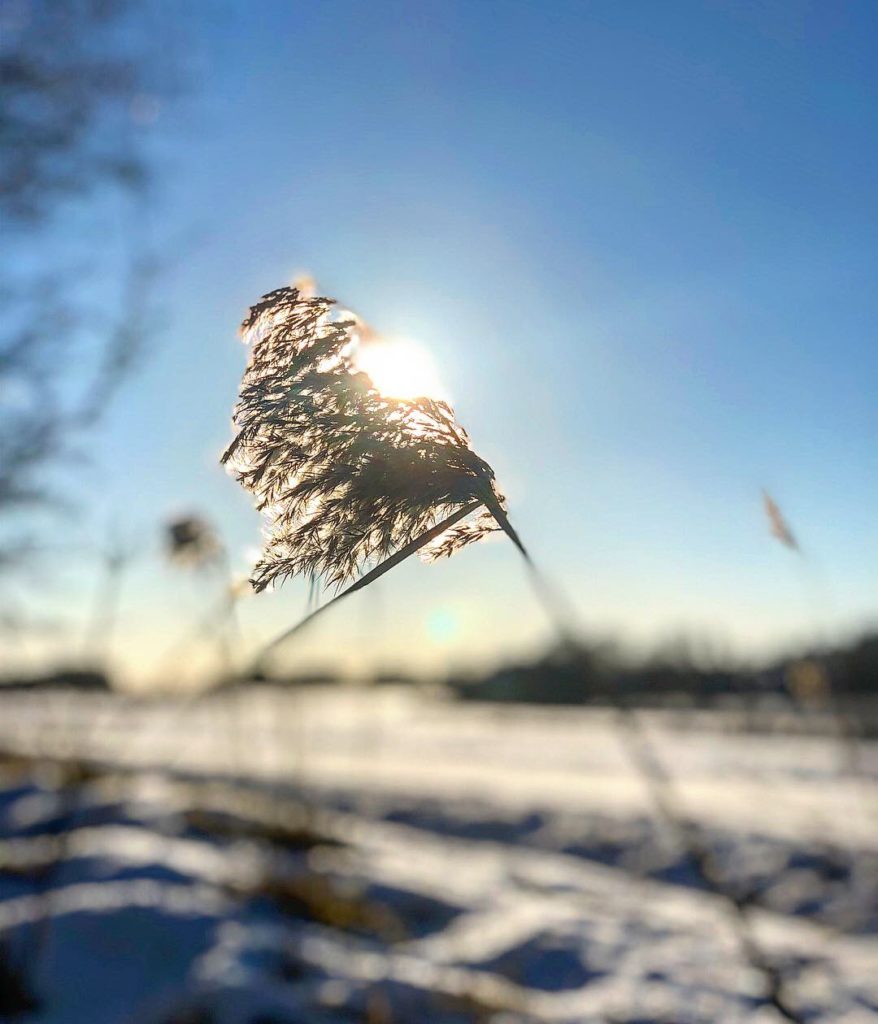 763D06F5-CD59-4467-B908-FD22BBFFB5F5-878x1024 - Promenad i solen