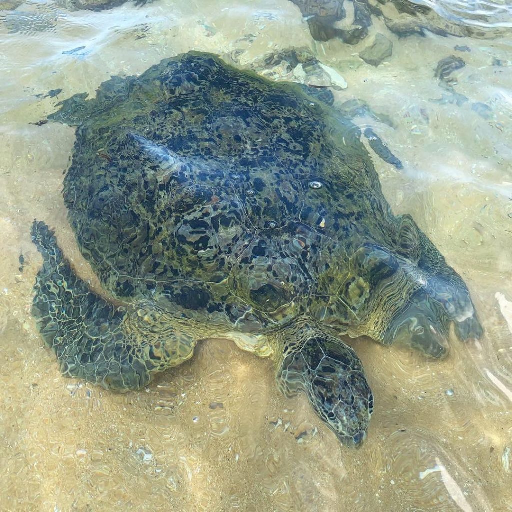 83866AB7-2D08-43A8-9D73-9E41635A9DF3-1024x1024 - Turtle beach i Hikkaduwa