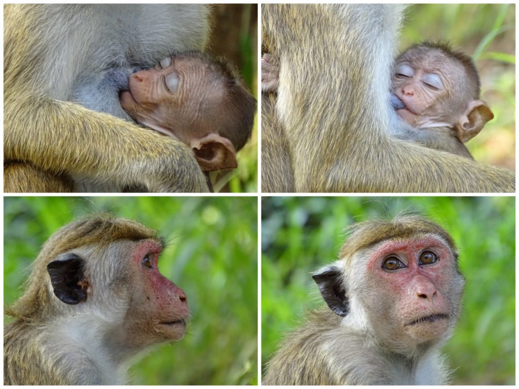 Apor på Sri Lanka