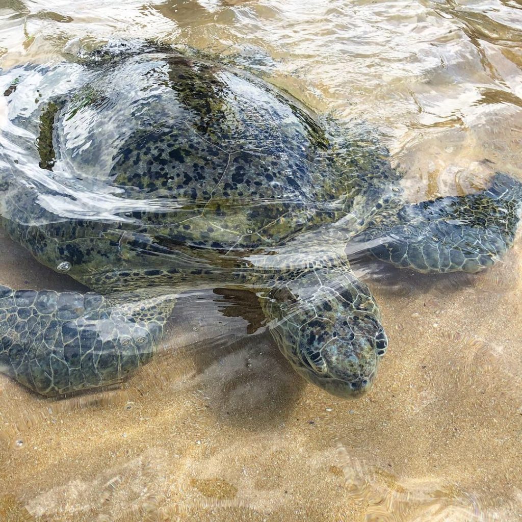C6239A76-9175-46EB-8863-CA69CAE4DD08-1024x1024 - Turtle beach i Hikkaduwa