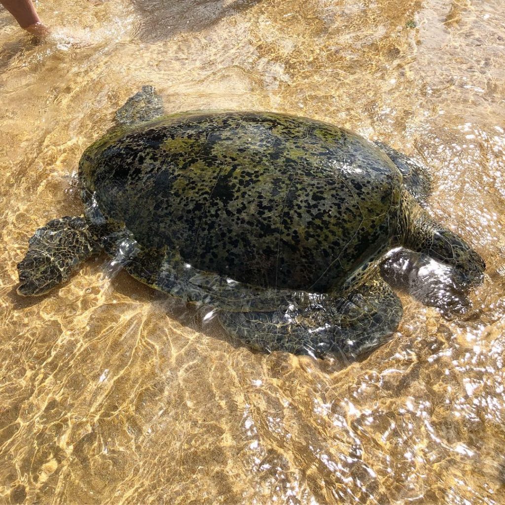 Turtle