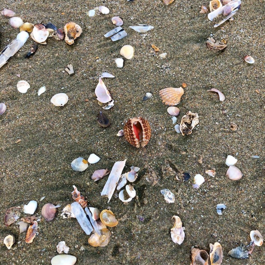 Snäckstrand