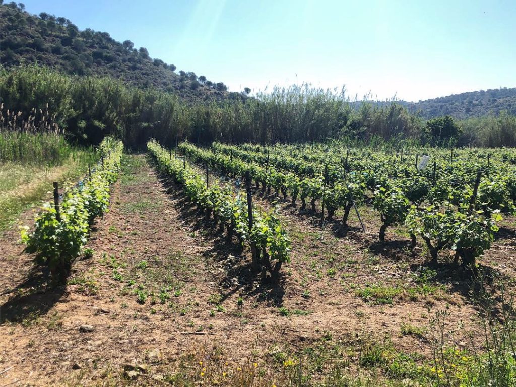 Vinrankor