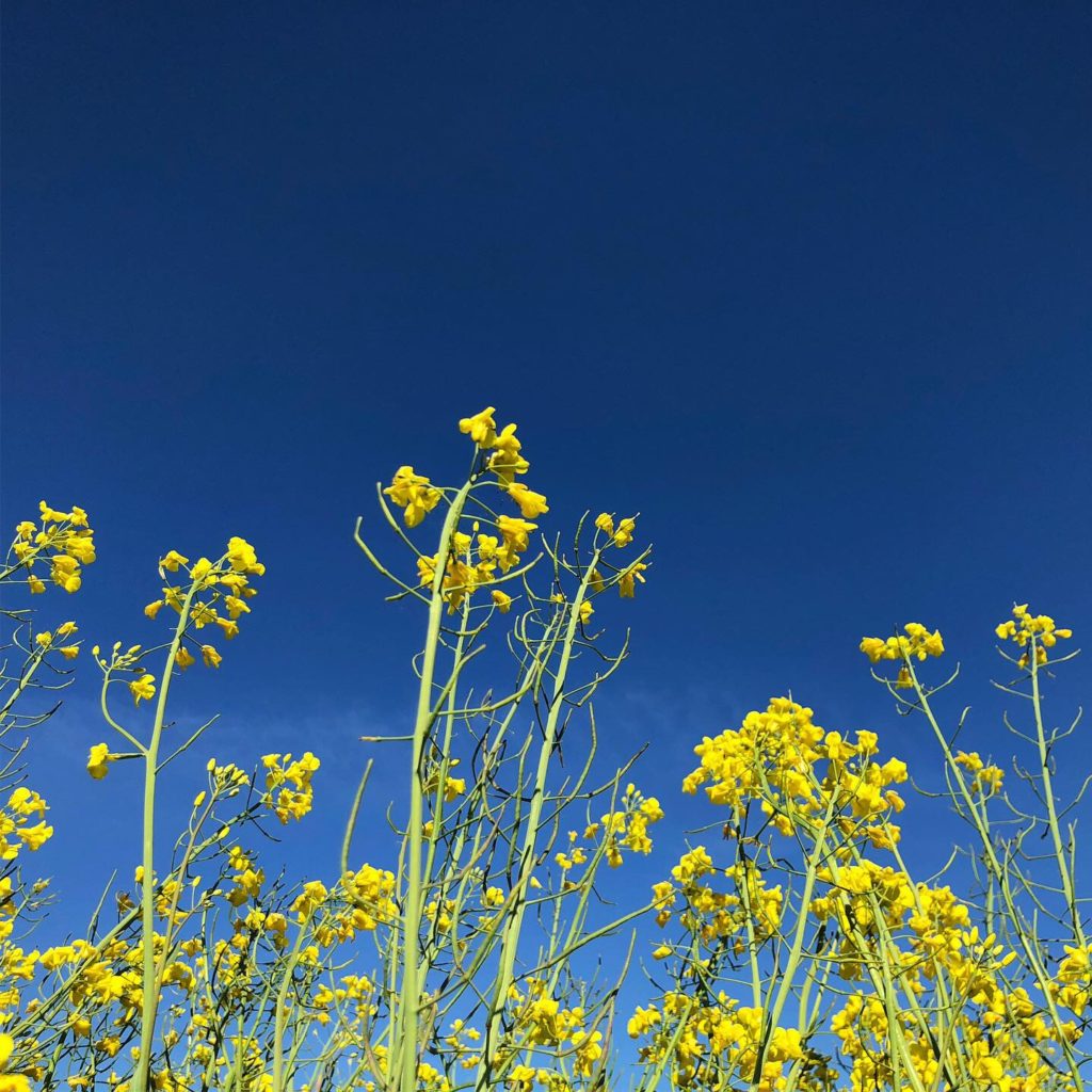 Raps och blå himmel
