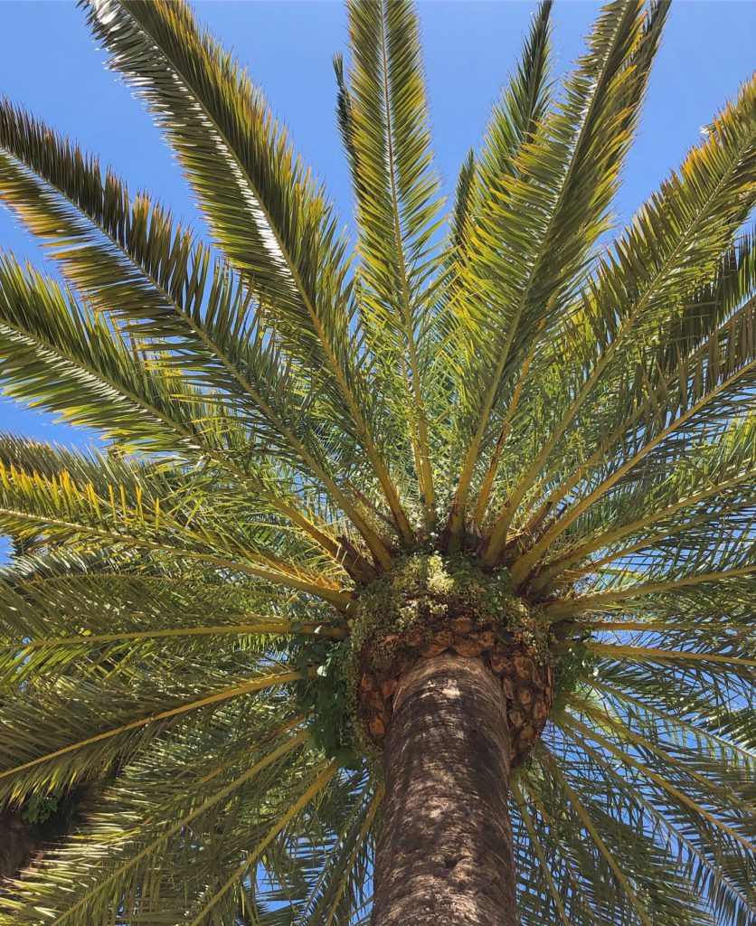 Palm