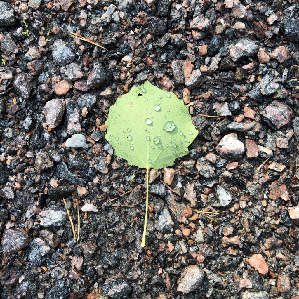 Droppar på ett löv