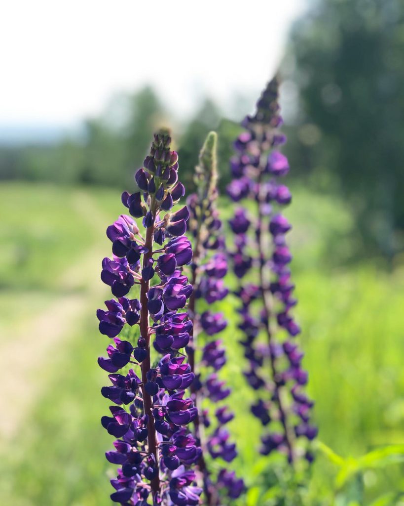 Lupiner i Yxbacken