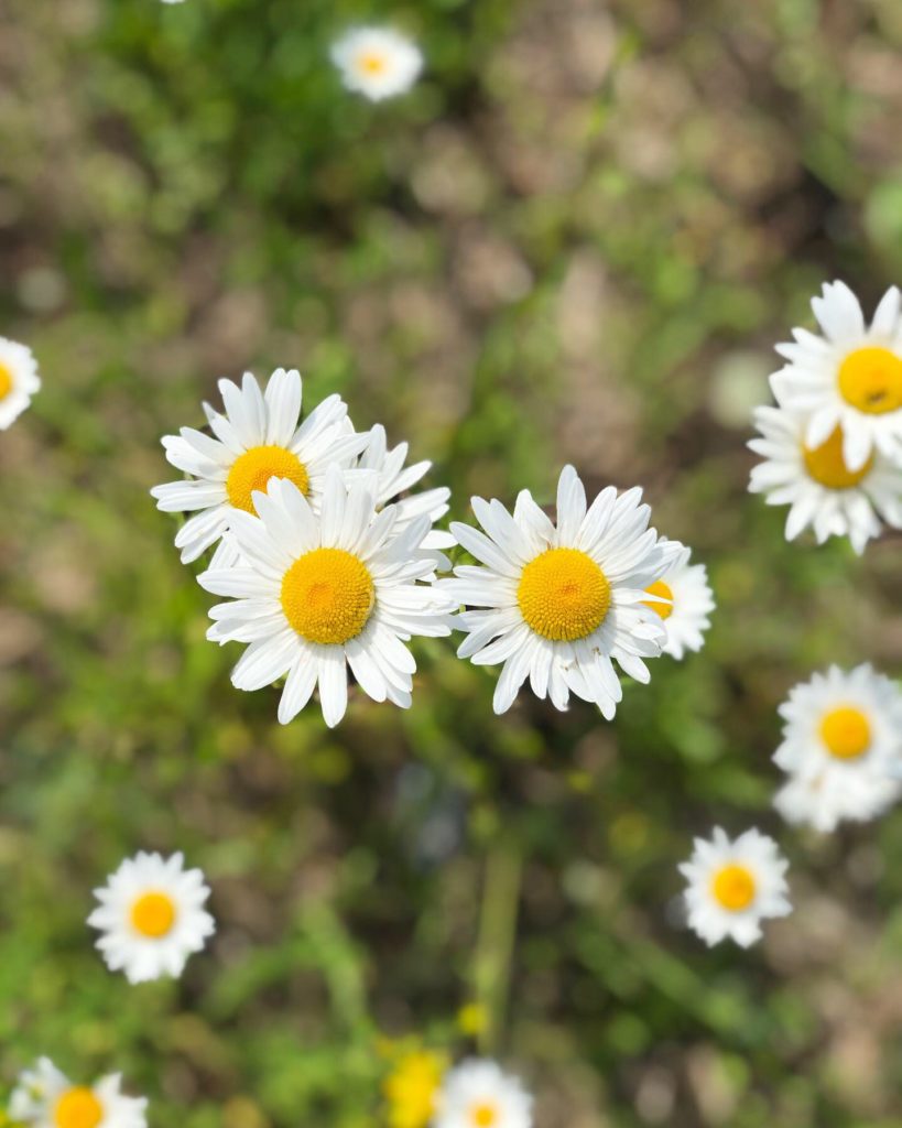 Midsommar