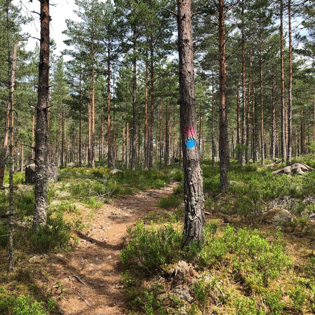 Skog