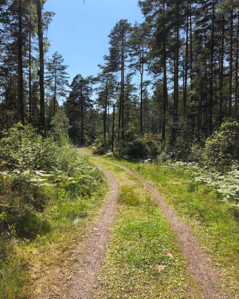 skogsstig