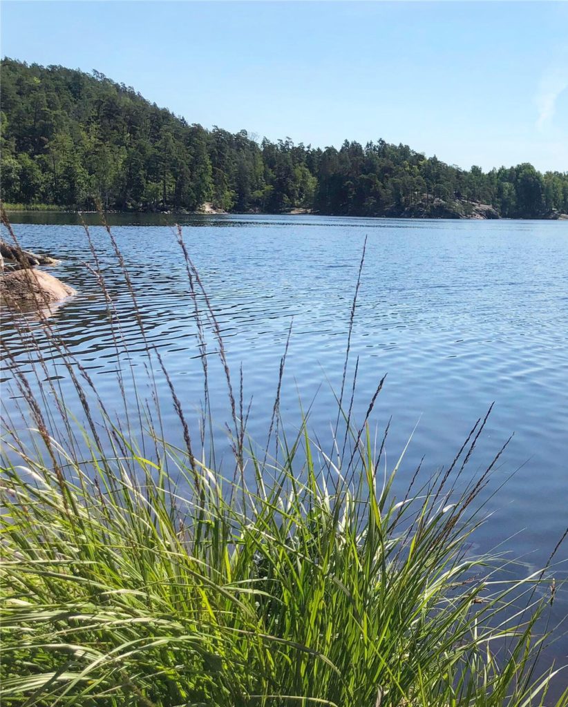vass i Ågelsjön