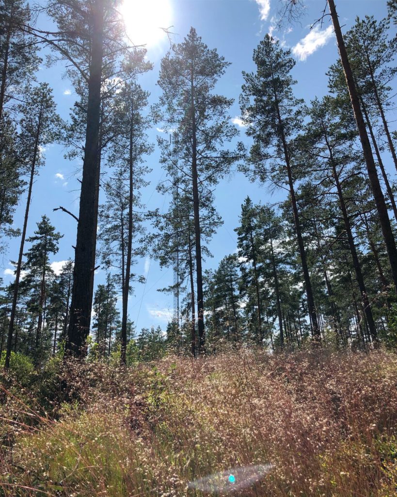 min skog