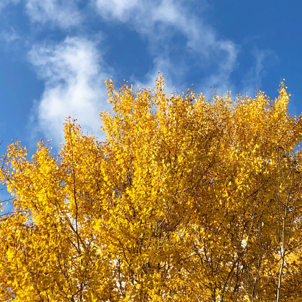 Höstlöv höstträd