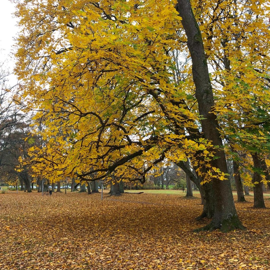 Höst i Folkparken