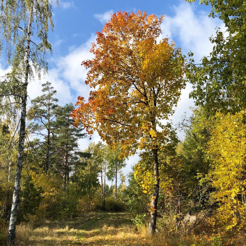 Höstträd