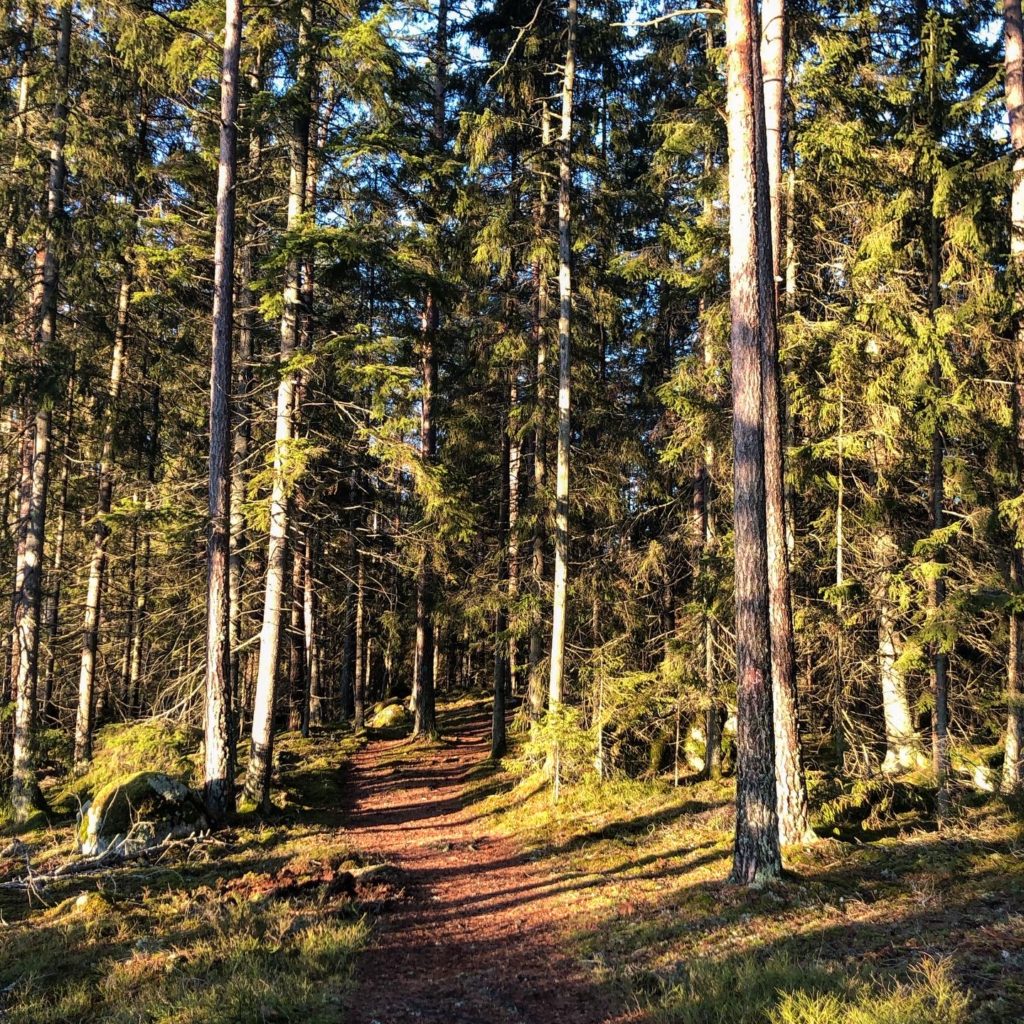 Skogsstig