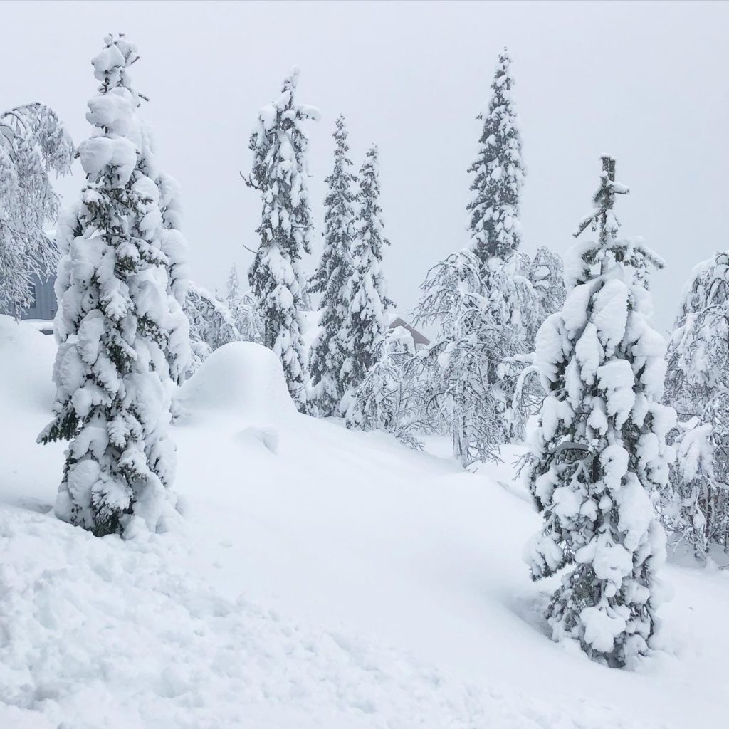 Snöiga träd