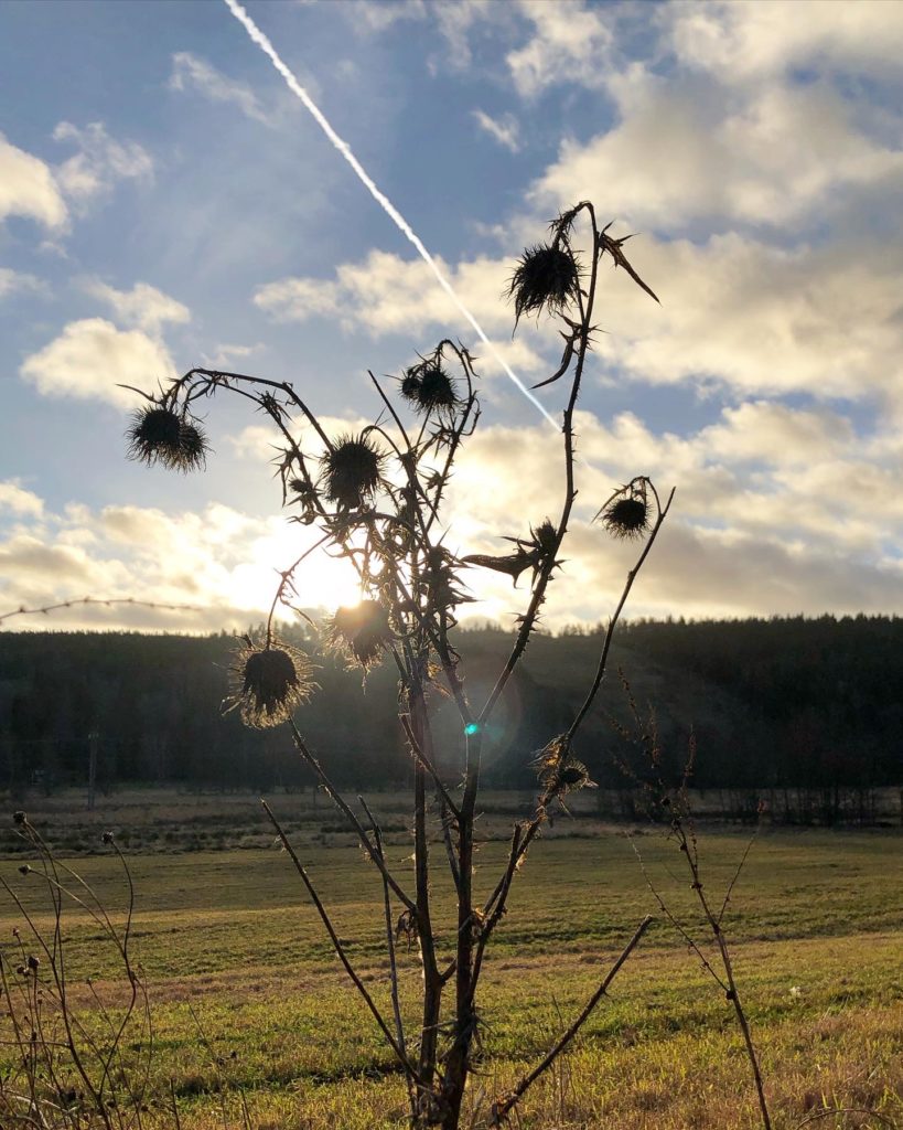 Blomma i motljus