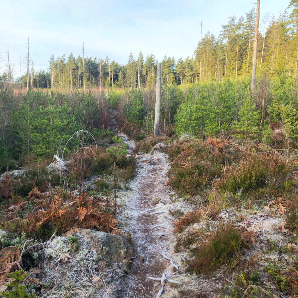 Skogsstig