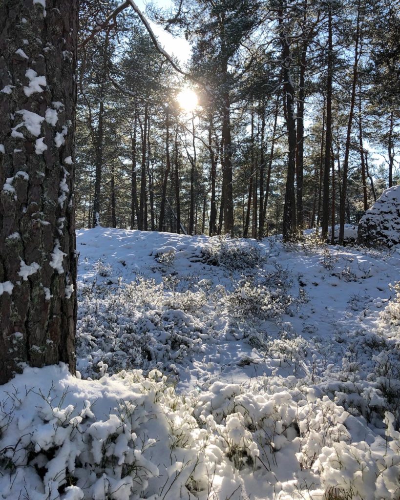 Sol och snö