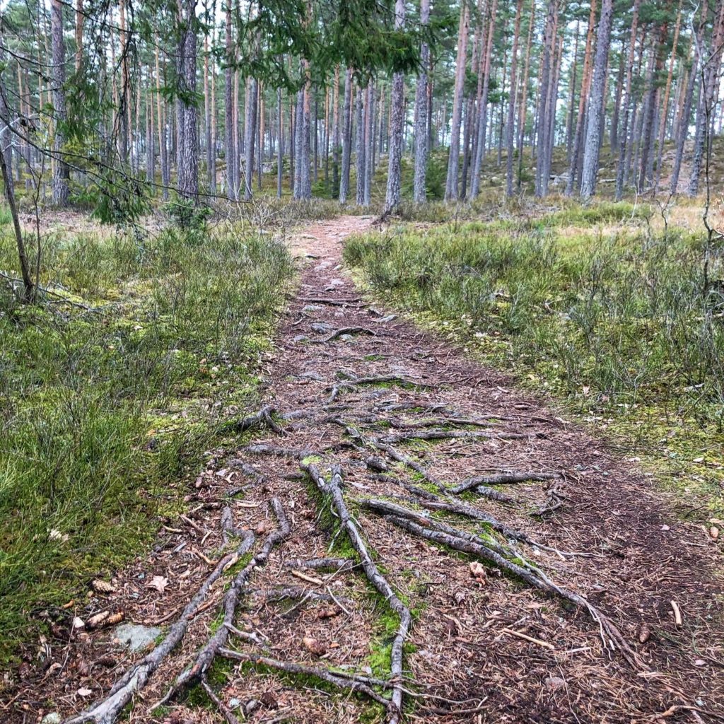 Skogsstig