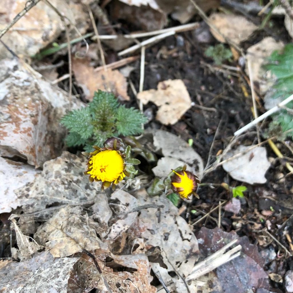 Tussilago