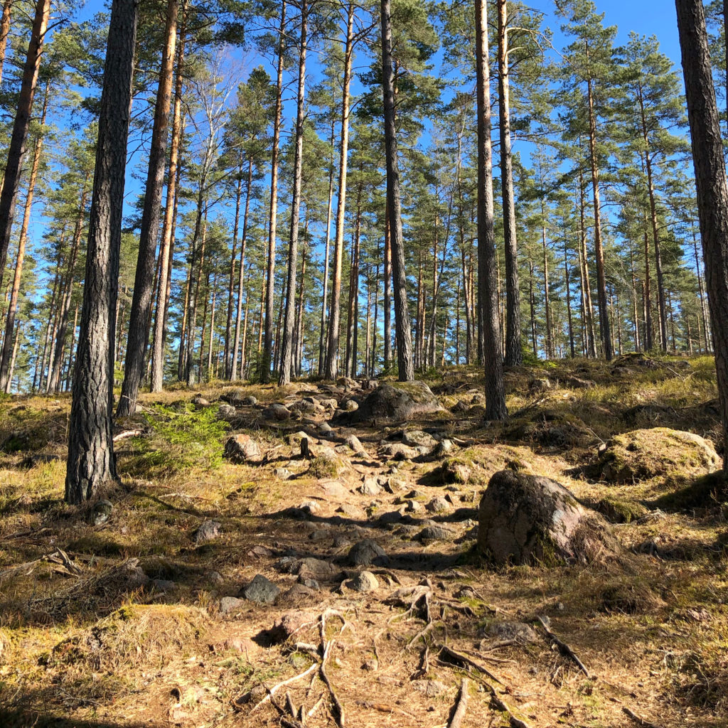 Skogsstig