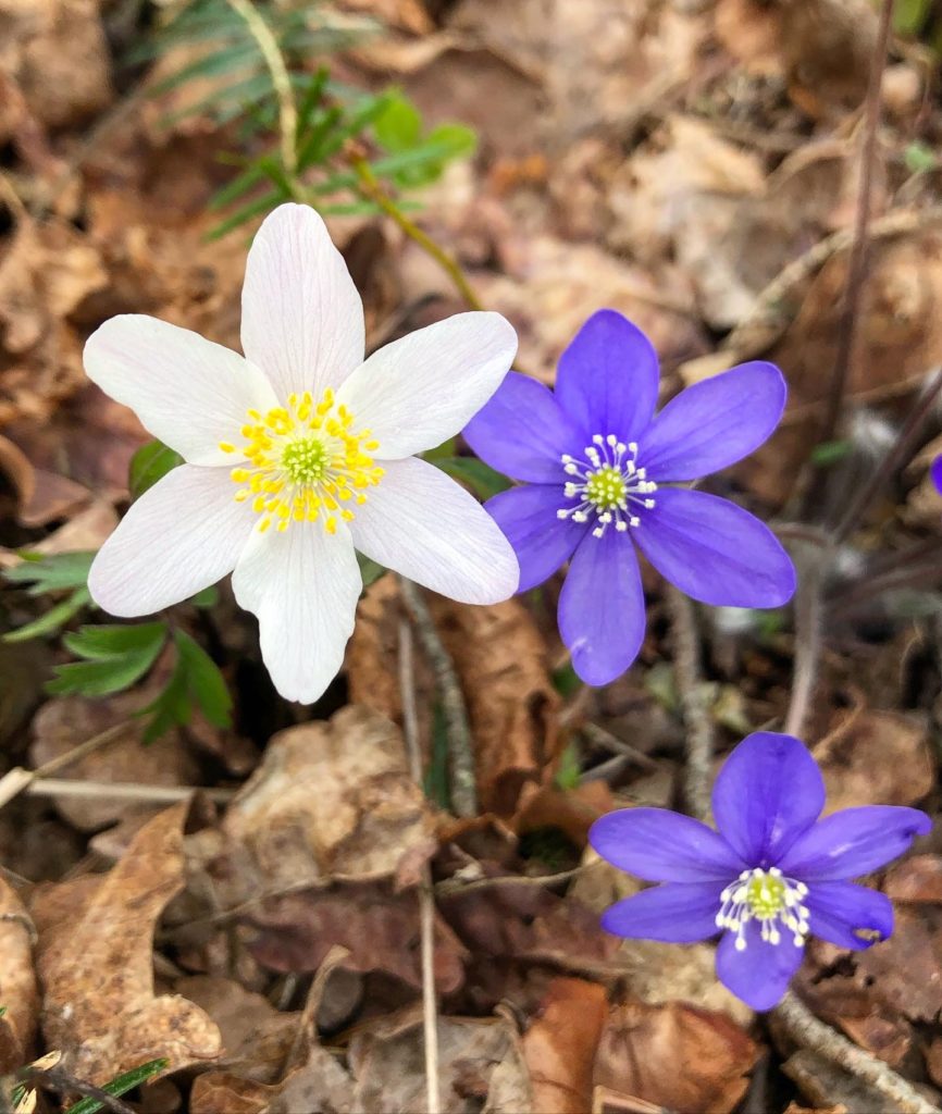 Blåsippa och vitsippa