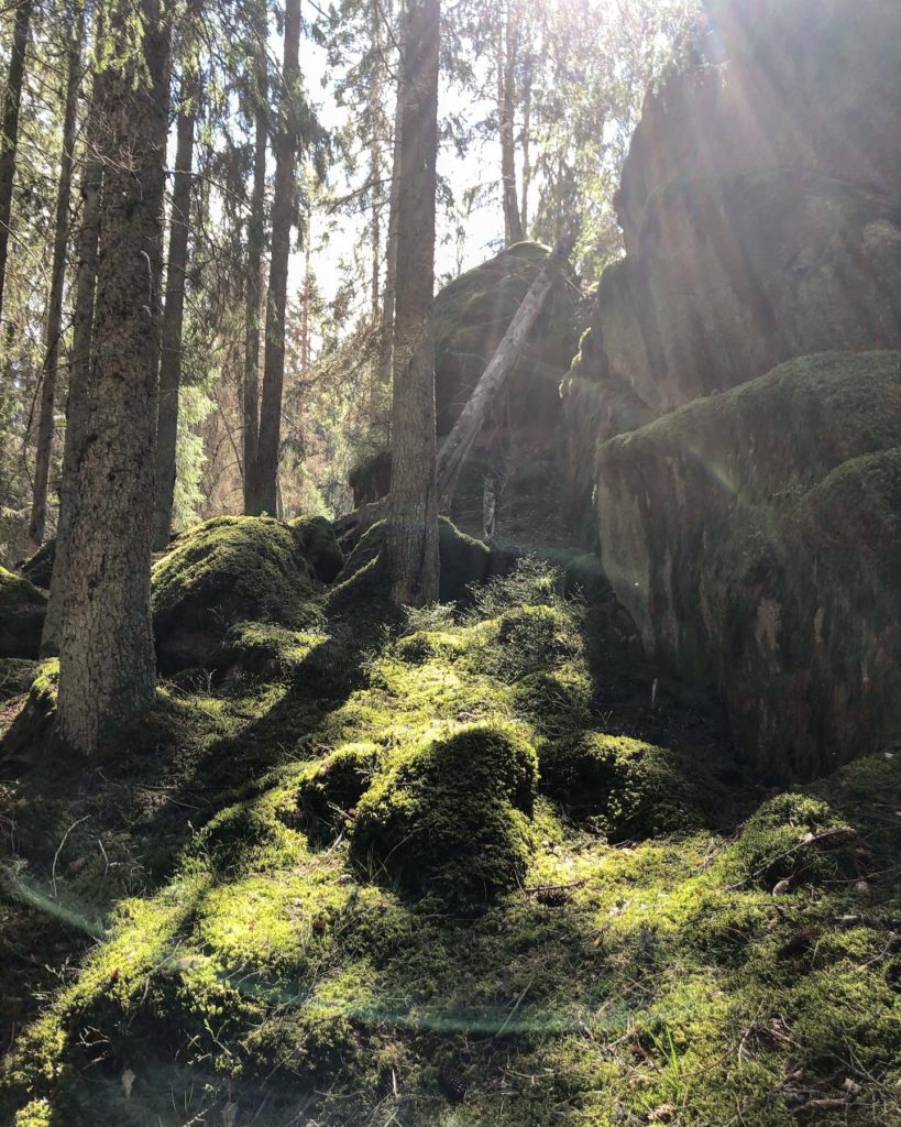 Sagolikt i skogen