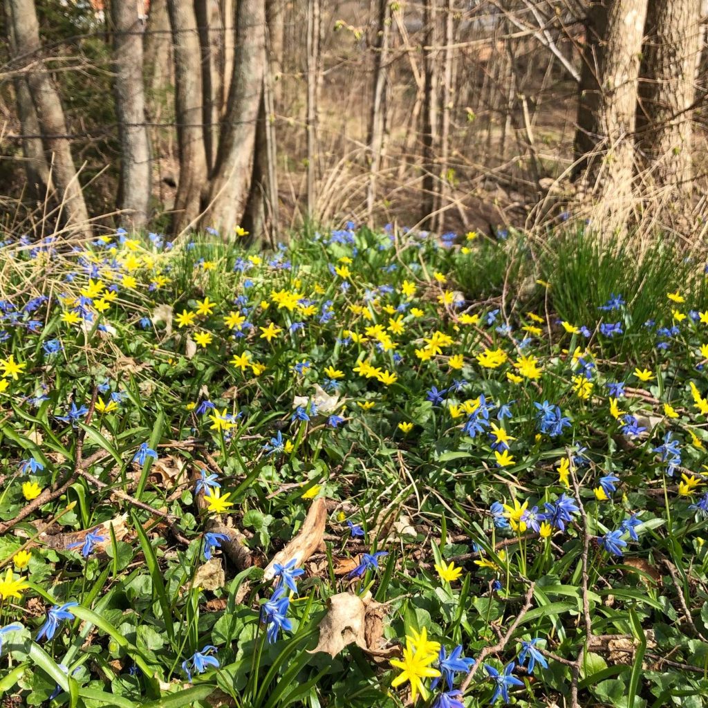 Blåa och gula blommor