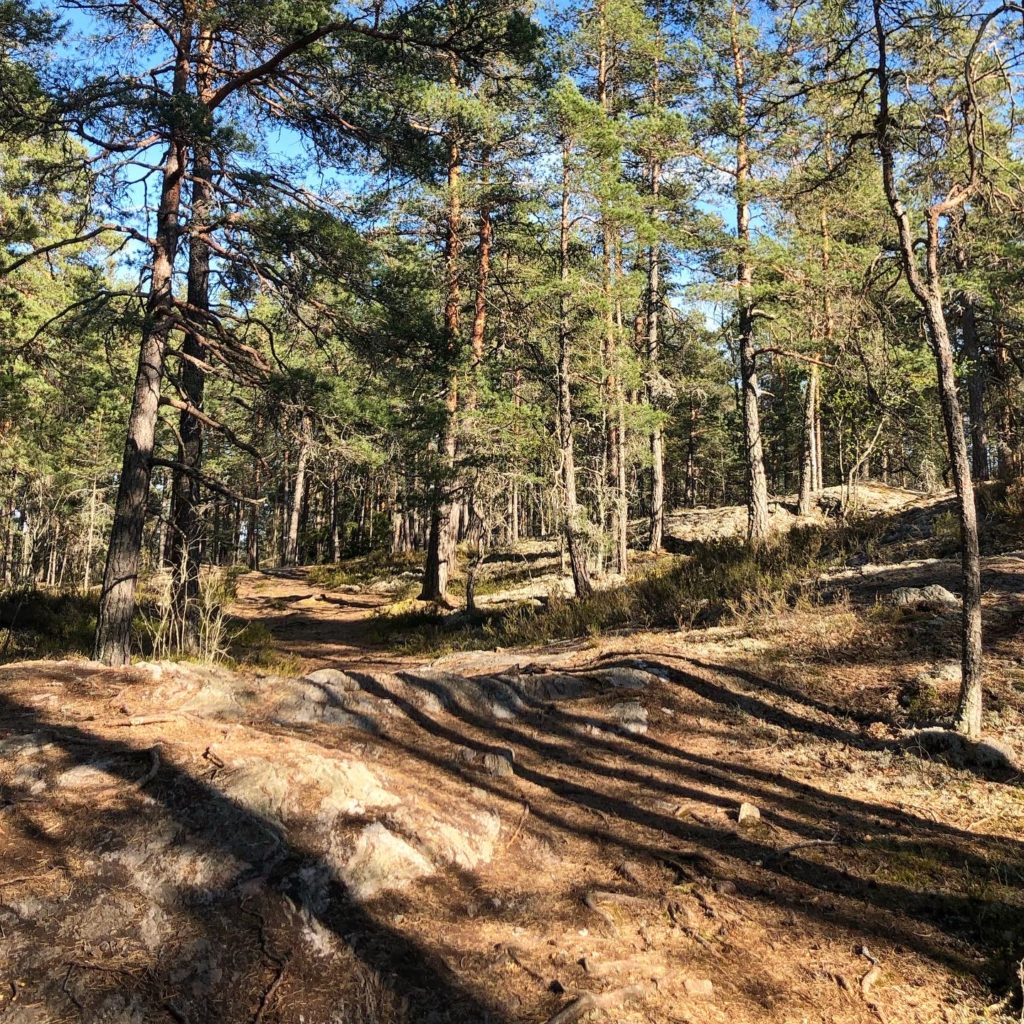 skogsstig