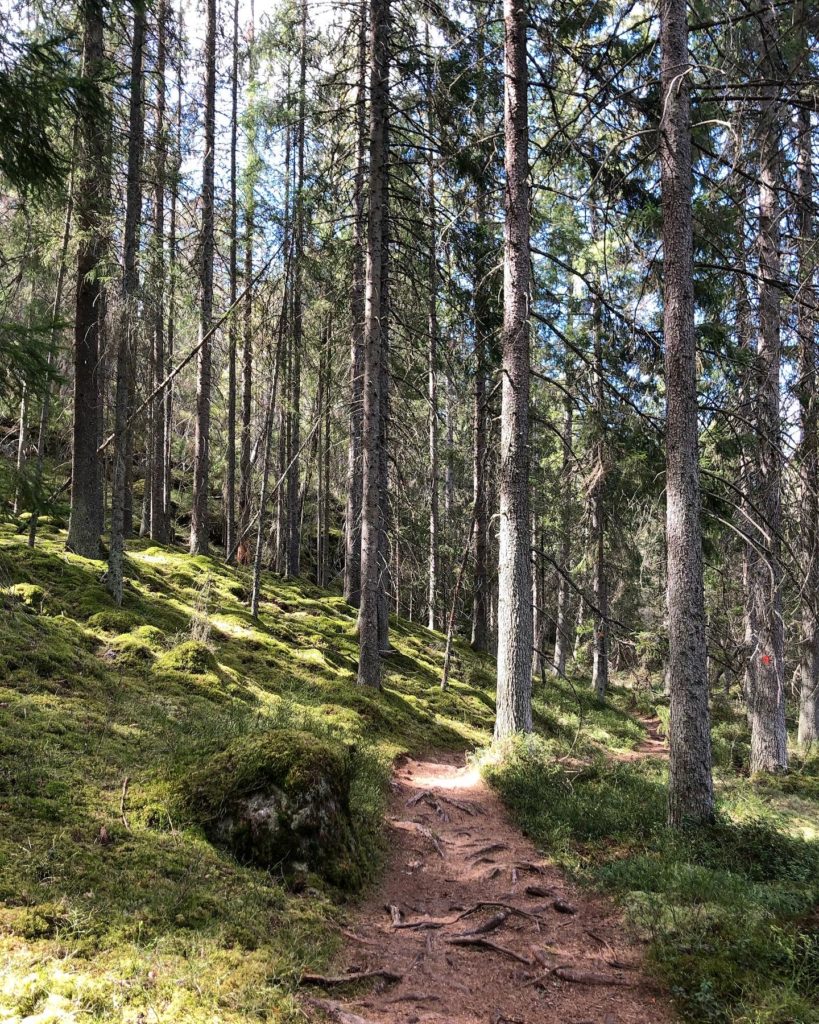 Skogsstig