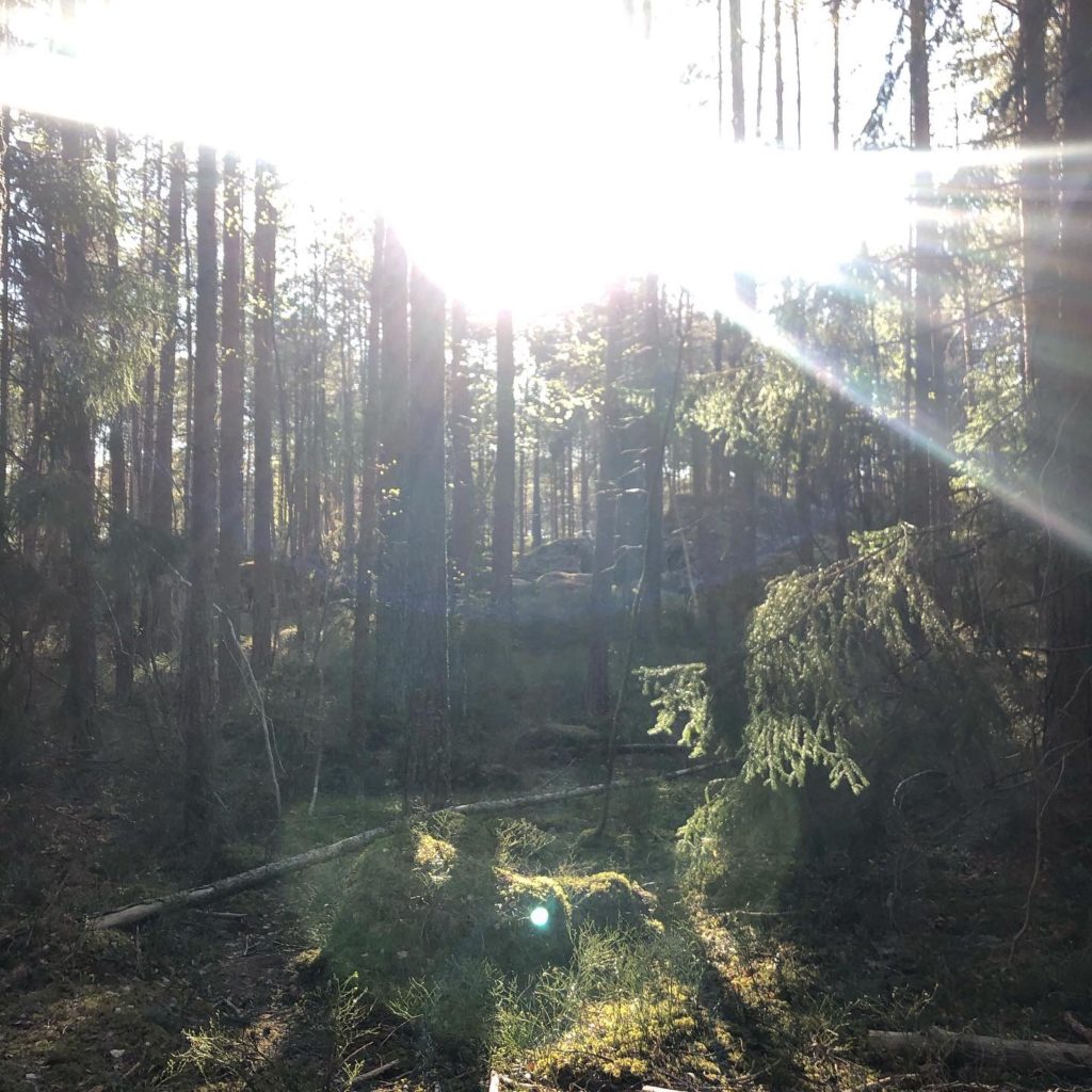 skogen och solen