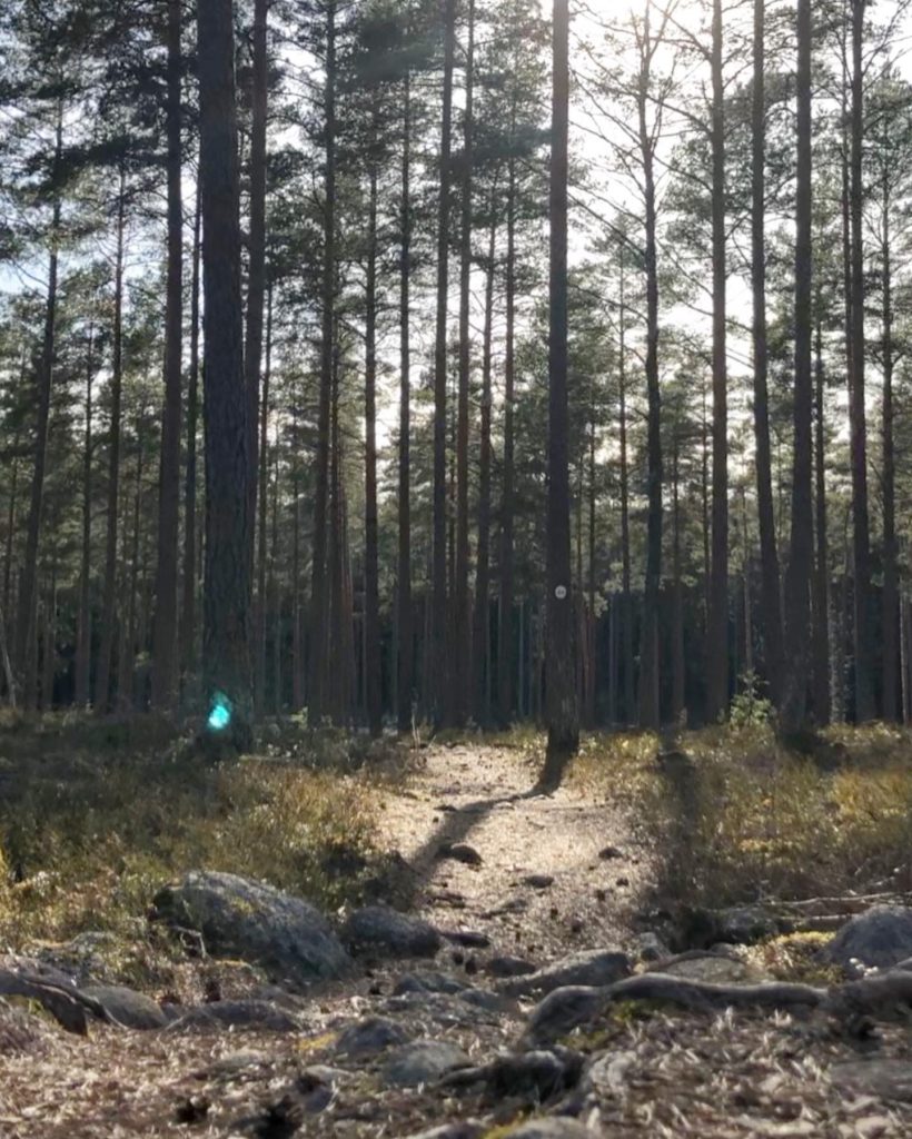 Skogsstig