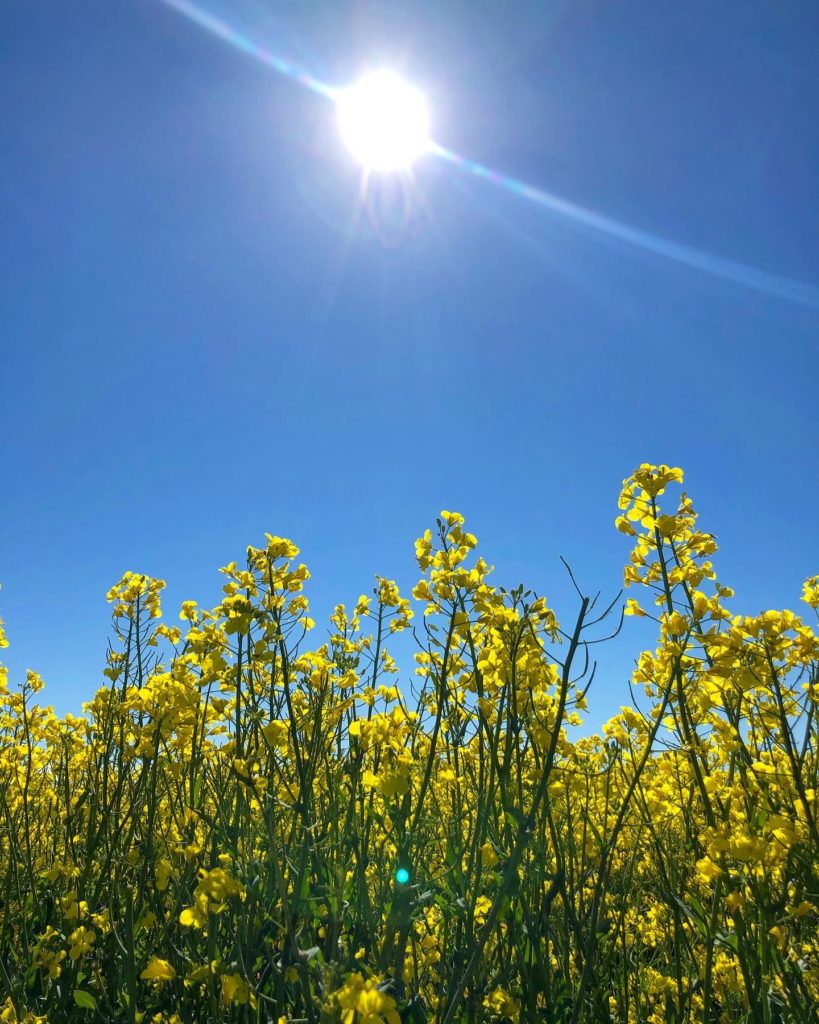 Naturmagi i Sveriges färger
