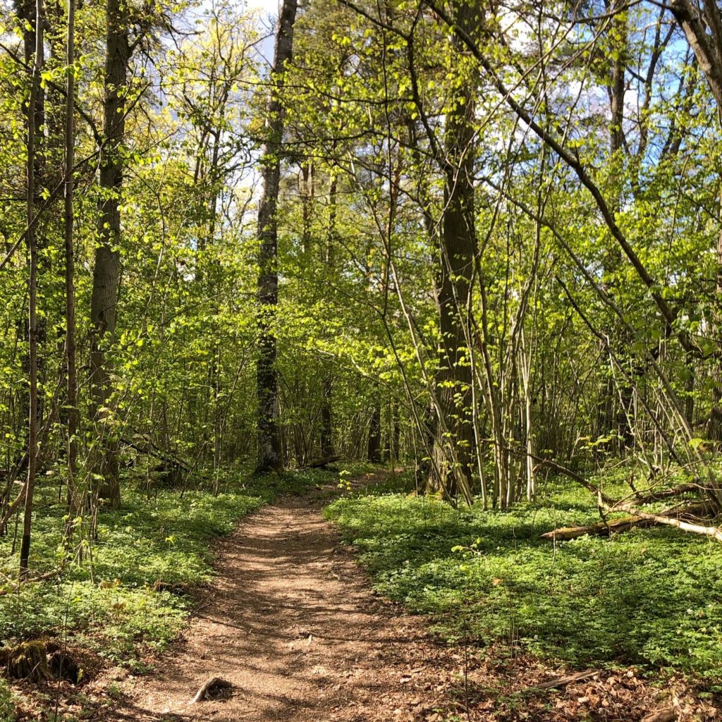 Skogsstig