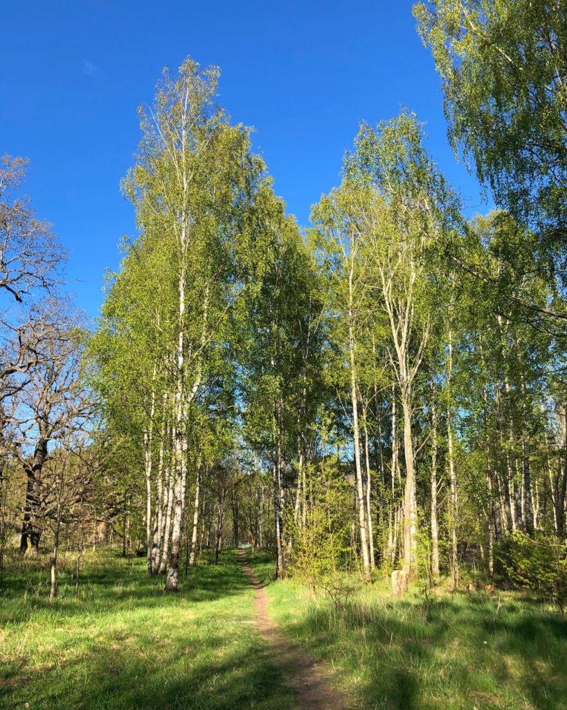 Björkskog