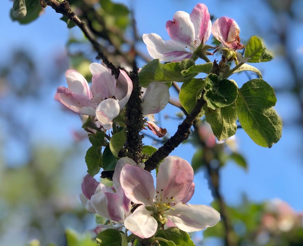 Äppleblommor