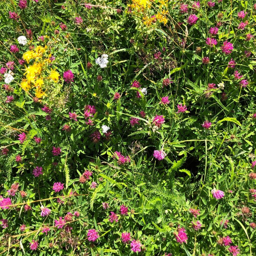Sommarblommmor